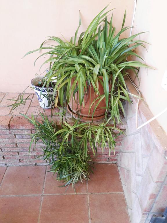 Casa Rural Oregano Carmona  Exterior photo